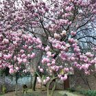 Frühling in voller Pracht