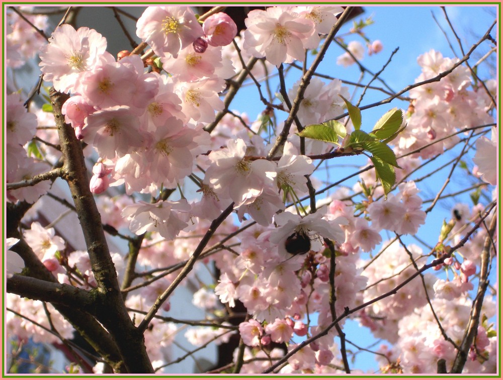 *Frühling in voller Pracht