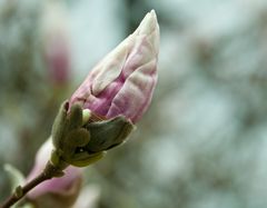 Frühling in Waidhofen