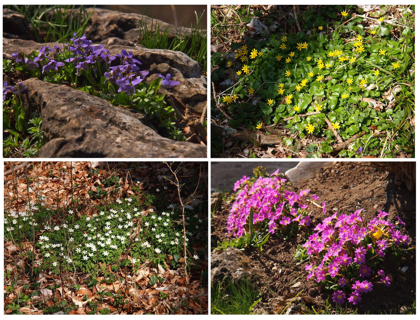 Frühling in Wald und Flur