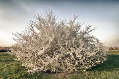 Frühling in Walldorf