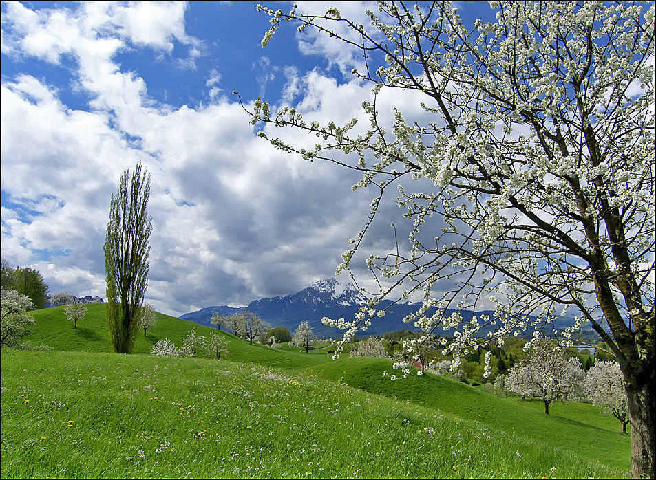 Frühling in Weggis