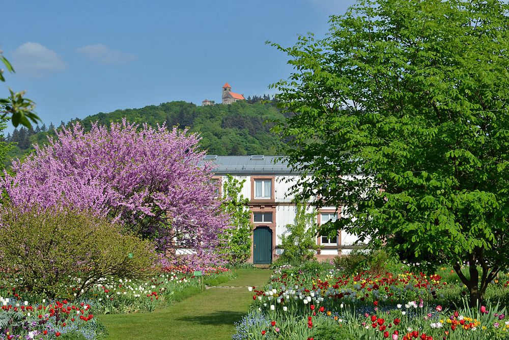 Frühling in Weinheim/Bergstraße Foto & Bild landschaft, garten