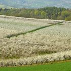 Frühling in Weiß (1)