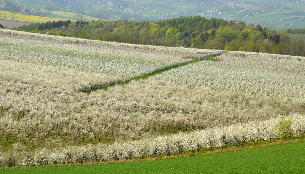 Frühling in Weiß (1)