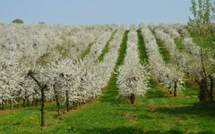 Frühling in Weiß (2)