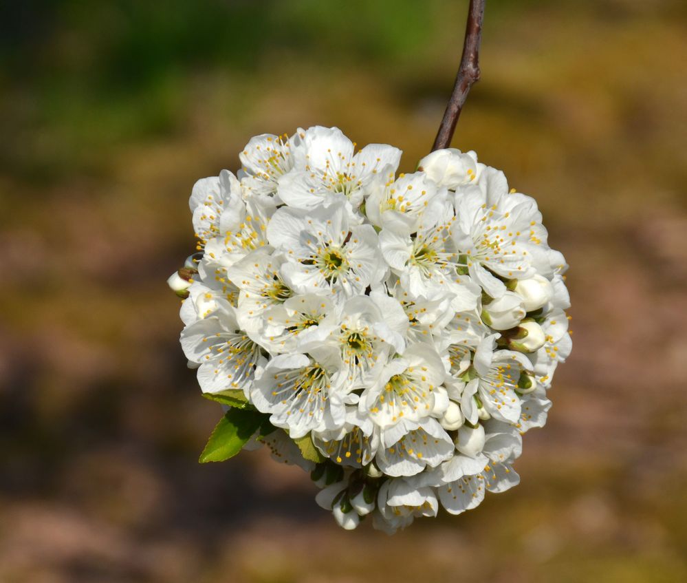 Frühling in Weiß (3)