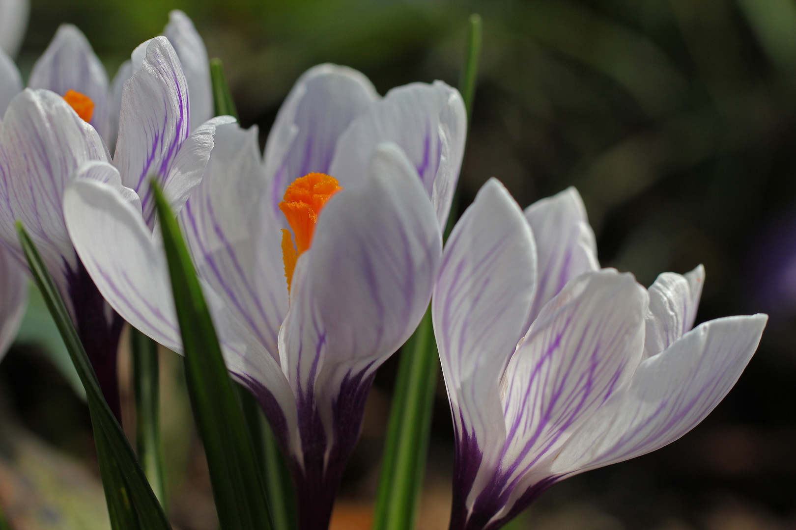 Frühling in weiß