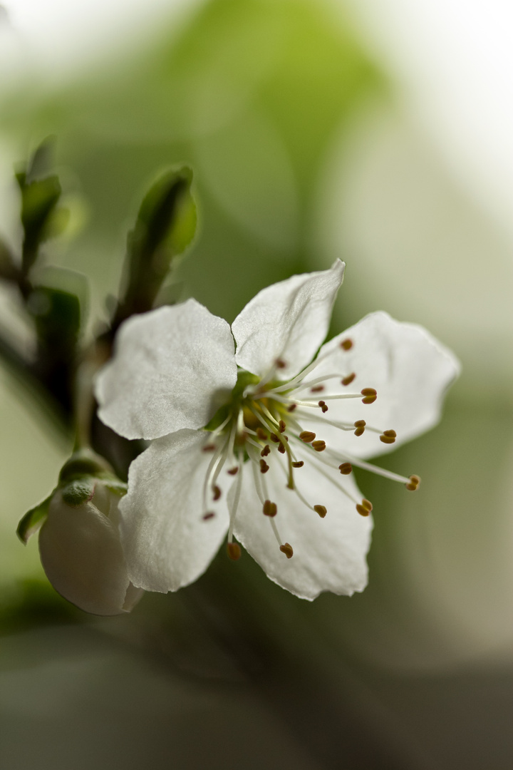 Frühling in weiss