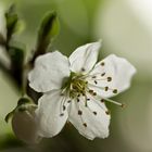 Frühling in weiss