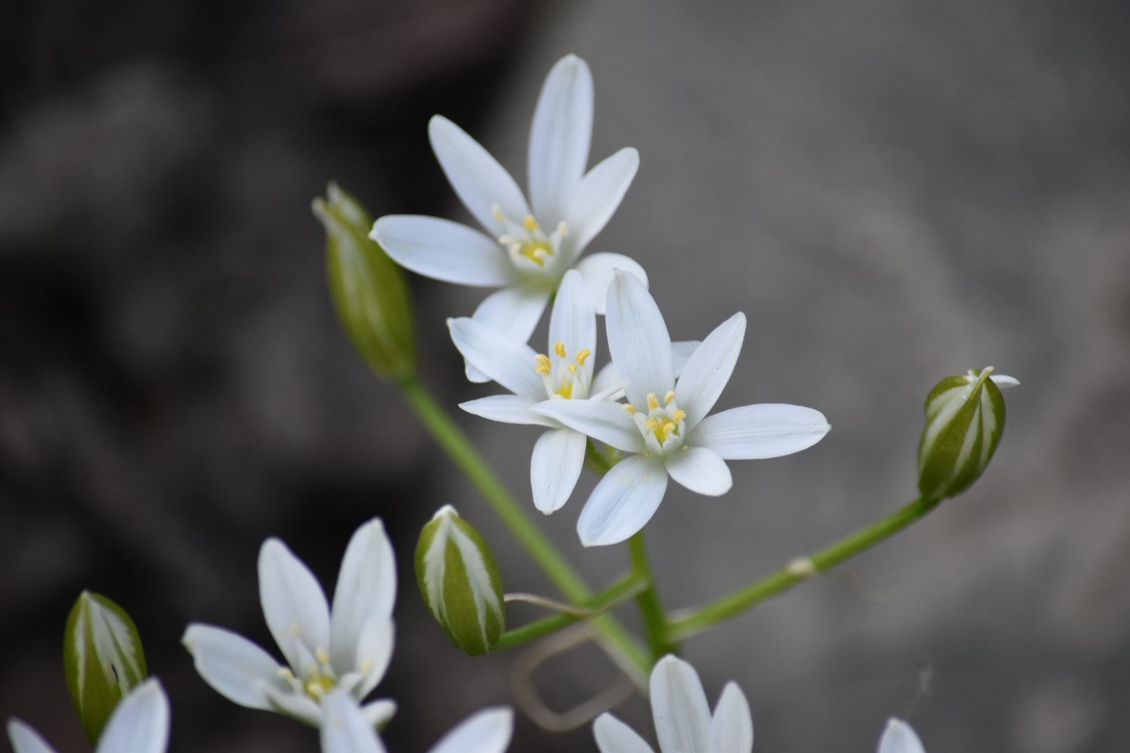 Frühling in weiß