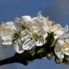 Frühling in weiß