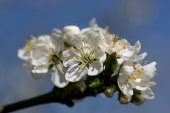 Frühling in weiß