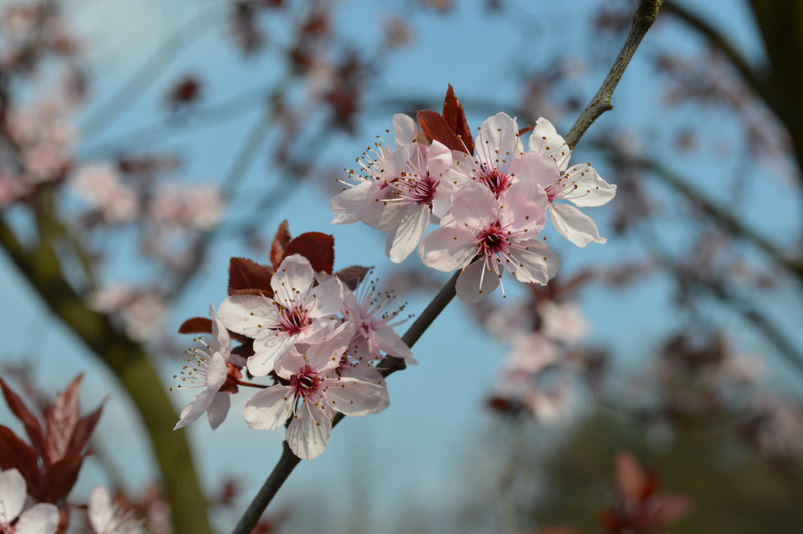 Frühling in Weißwasser