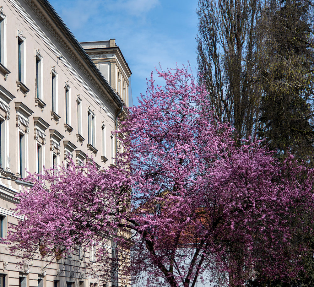 Frühling in Wels/OÖ