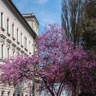 Frühling in Wels/OÖ