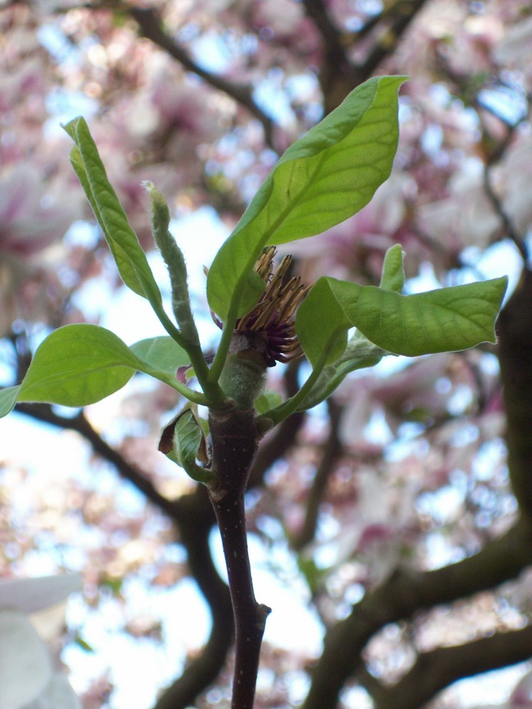 Frühling in Wien 2.