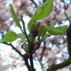 Frühling in Wien 2.