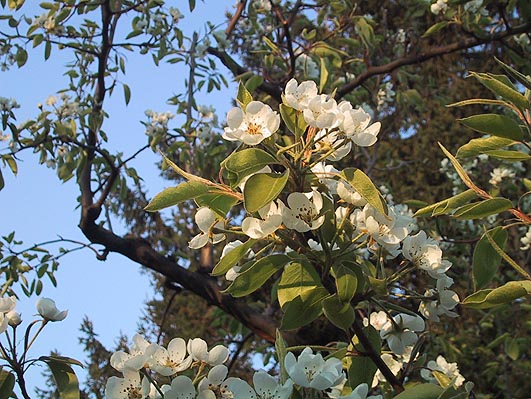 Frühling in Wien