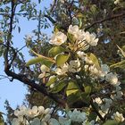 Frühling in Wien