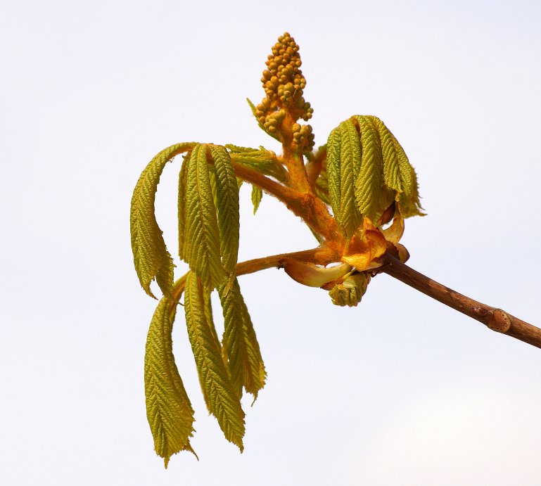 Frühling in Wien