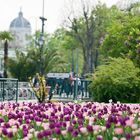 Frühling in Wien