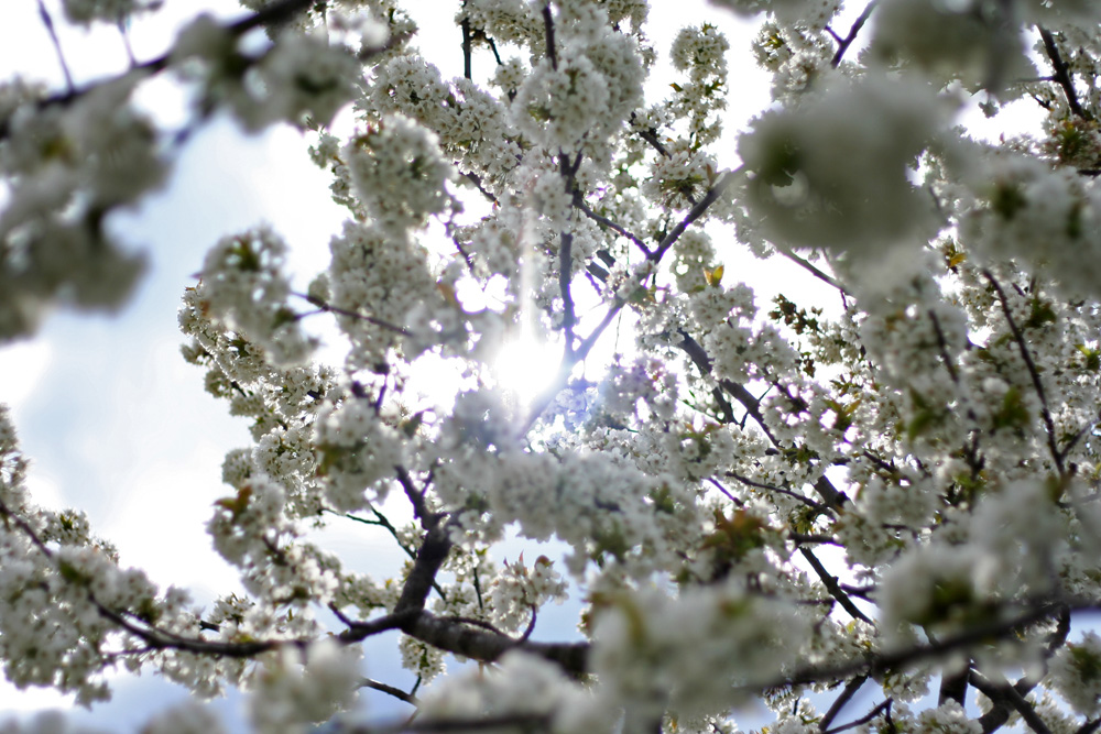 Frühling in Wien