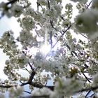 Frühling in Wien