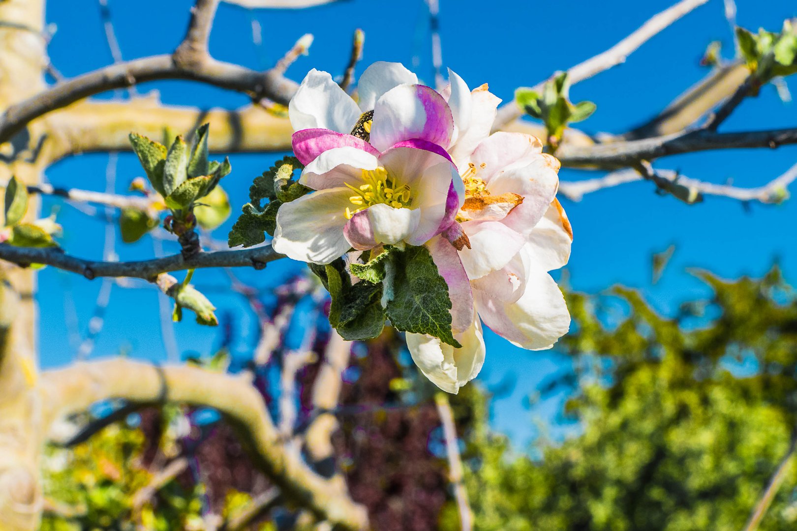 Frühling in Wien.