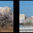 Frühling in Wien II