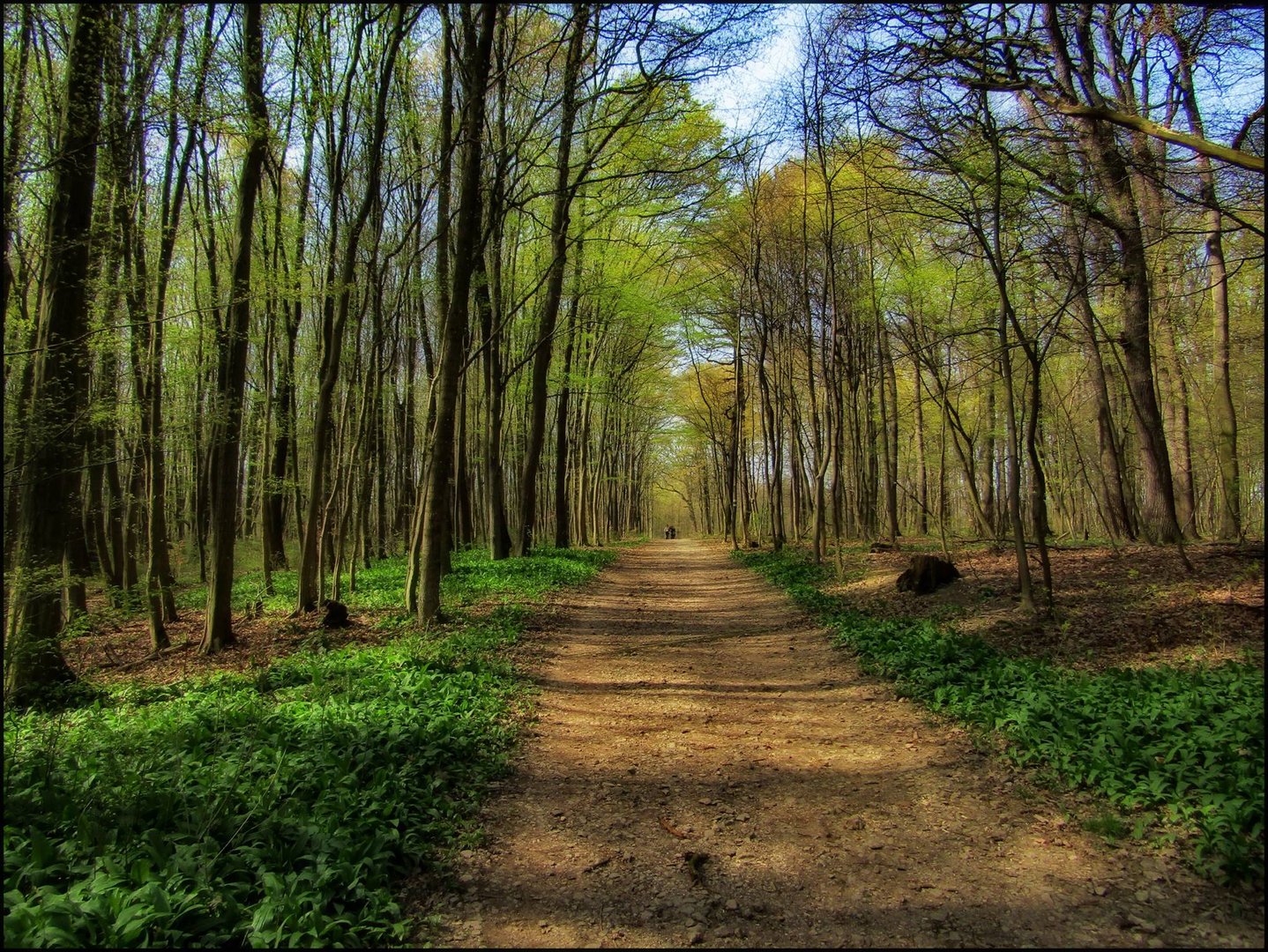 Frühling in Wienerwald    