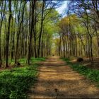 Frühling in Wienerwald    