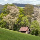 Frühling in Wittgenstein