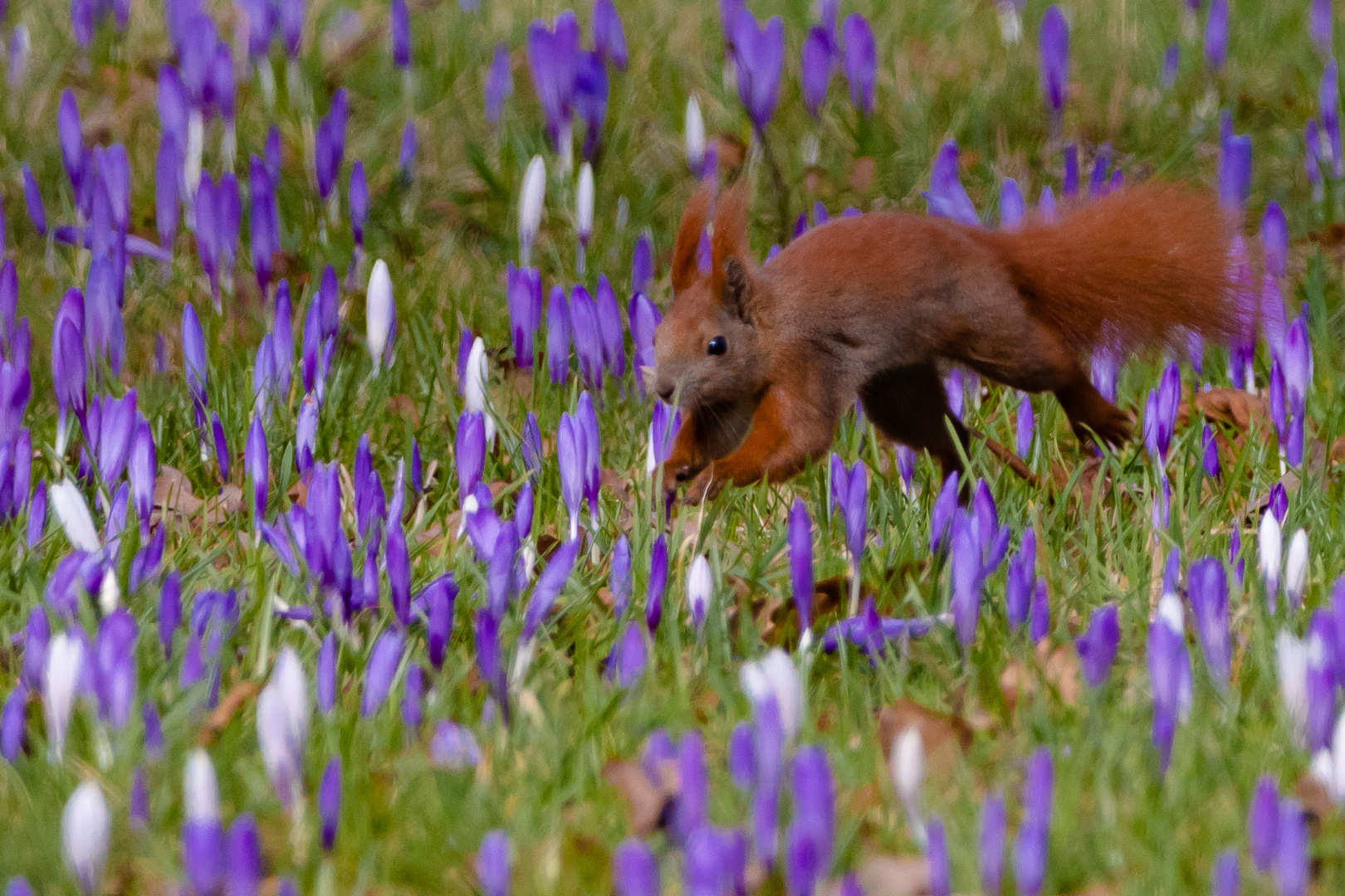 Frühling in Wörlitz