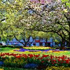 Frühling in Würzburg