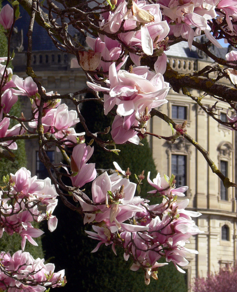 Frühling in Würzburg