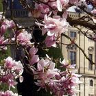 Frühling in Würzburg