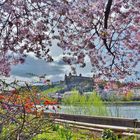 Frühling in Würzburg.