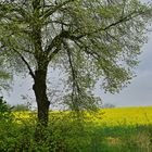 Frühling in Wuppertals Umgebung