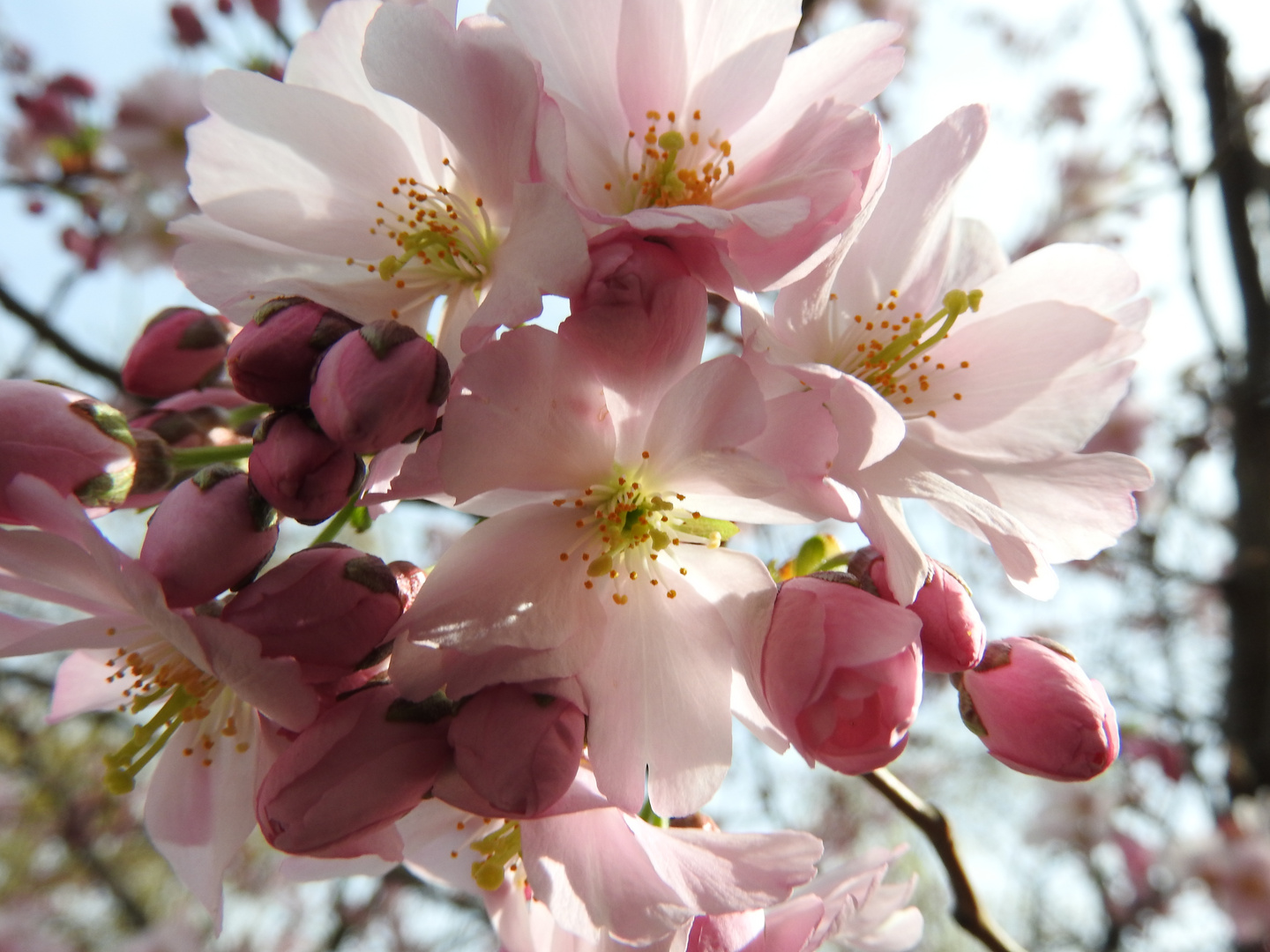 Frühling in zart rosé