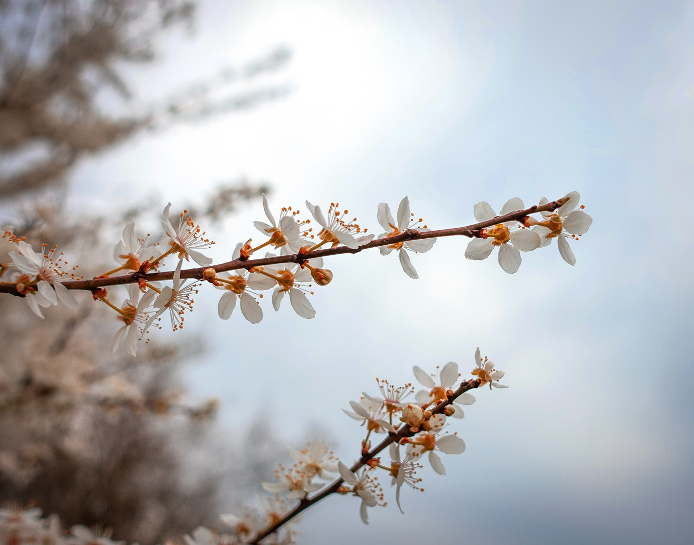 Frühling in zarten Farben 