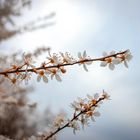 Frühling in zarten Farben 