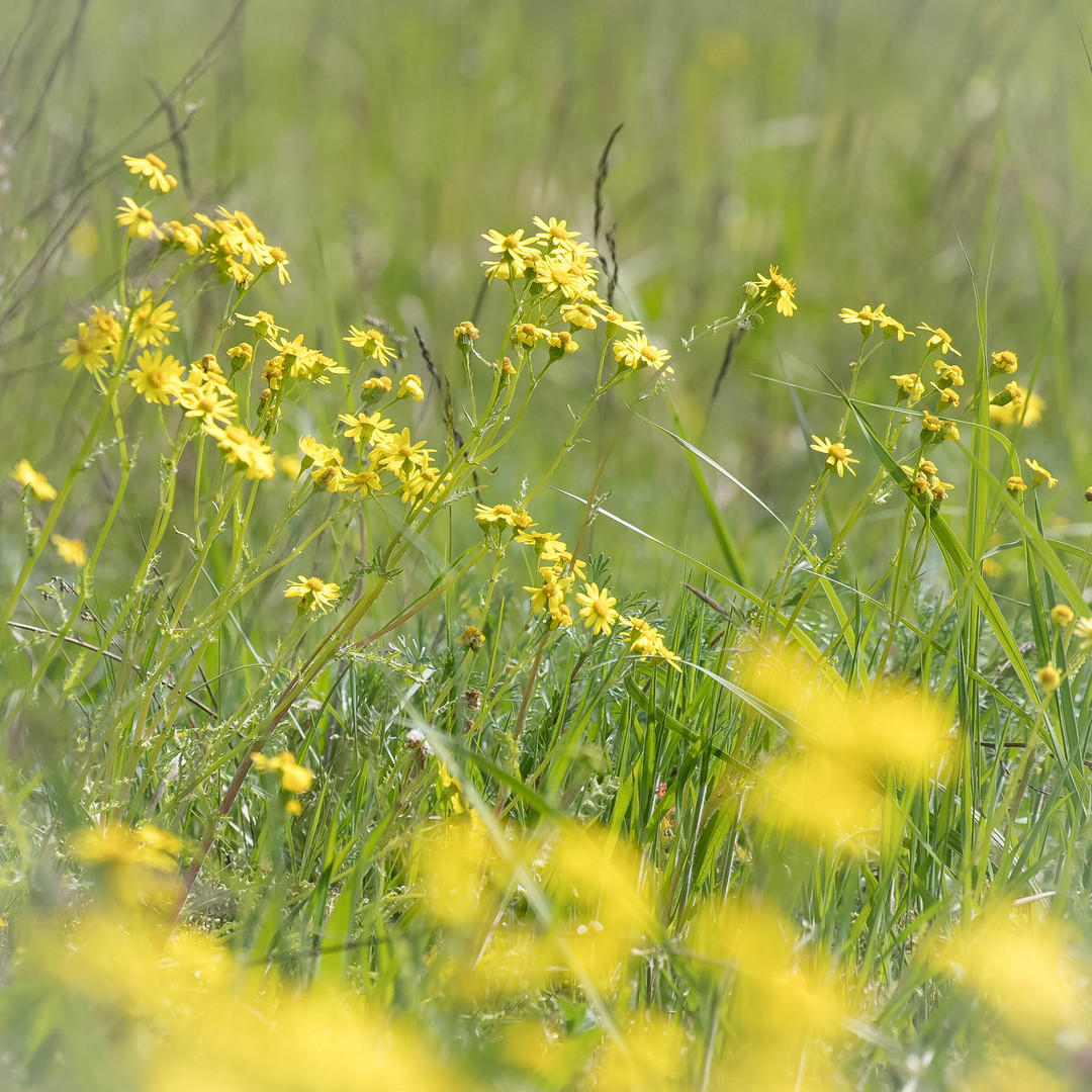 Frühling in Zühlsdorf