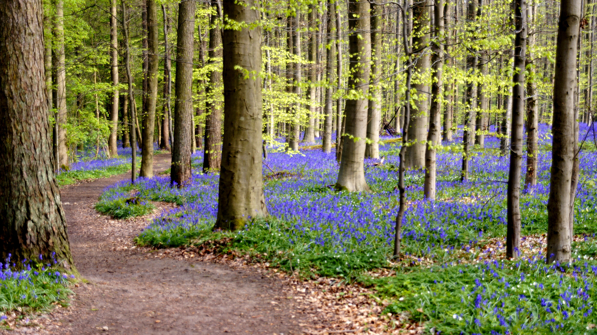 Frühling ins Hallerwald 2