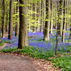 Frühling ins Hallerwald 2