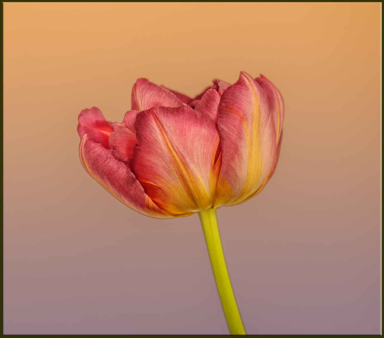 Frühling ins Wohnzimmer geholt