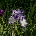 Frühling-Iris