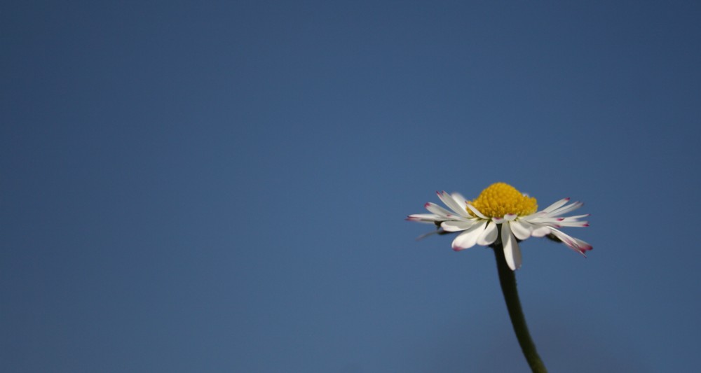 [ Frühling is ]