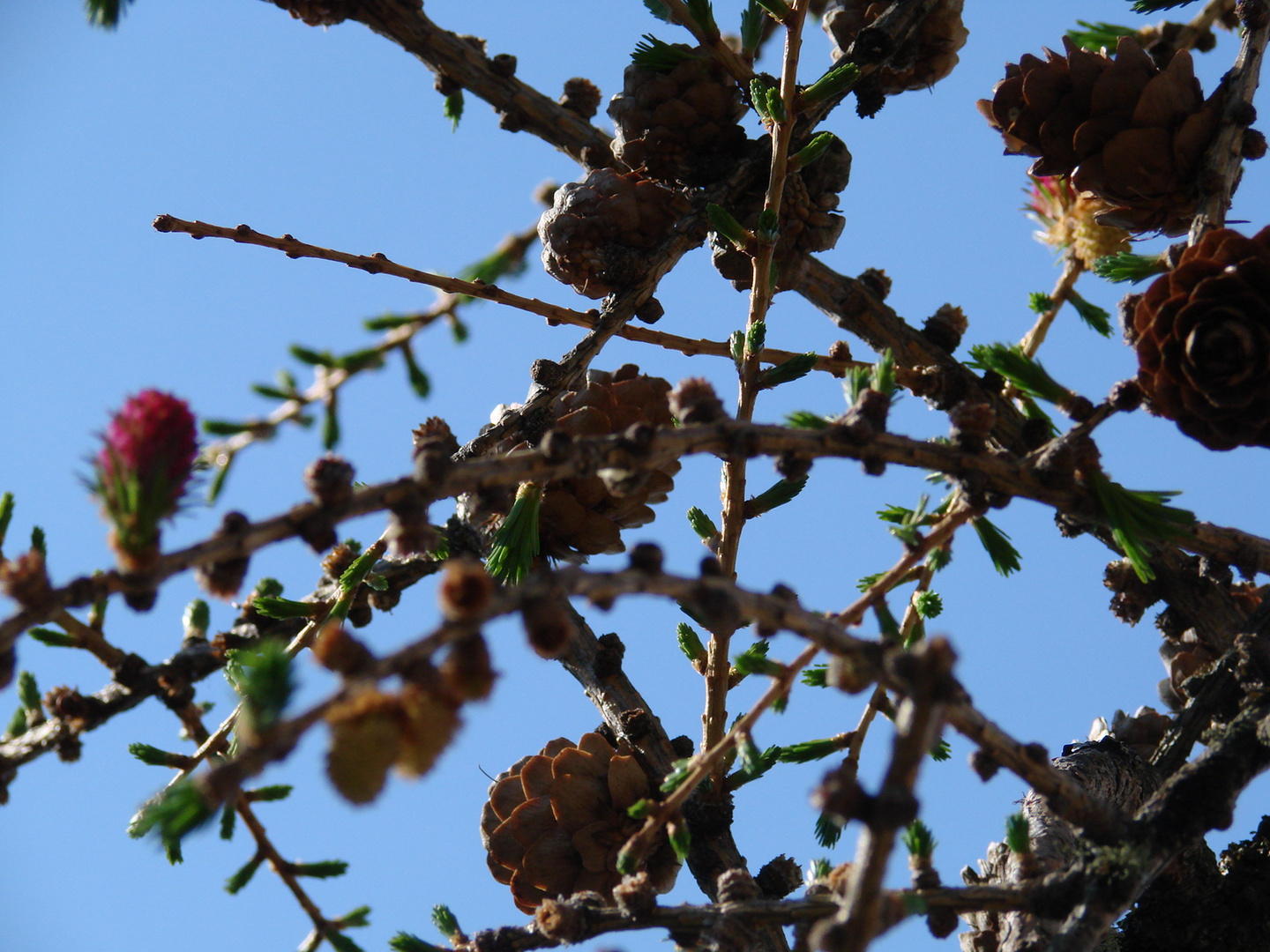 Frühling isch as allerwärz