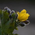 Frühling - Islandmohn